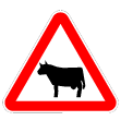 A19a - Animais